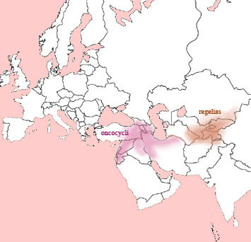 distribution of aril (oncocyclus and regelia) irises