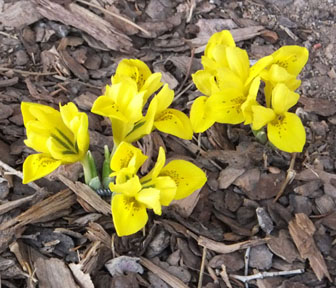 Telperion Oasis: The Fertile Families of Bearded and Aril Irises