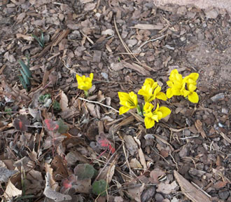 Telperion Oasis: The Fertile Families of Bearded and Aril Irises