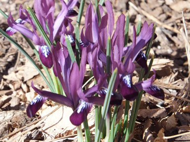 Telperion Oasis: The Fertile Families of Bearded and Aril Irises